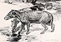 Bothriodon brachyrhynchus