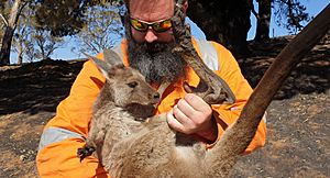 Burnt kangaroo rescue