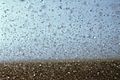 CSIRO ScienceImage 7007 Plague locusts on the move