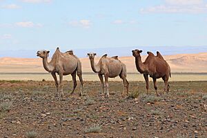 Camels in Gobi Desert 02