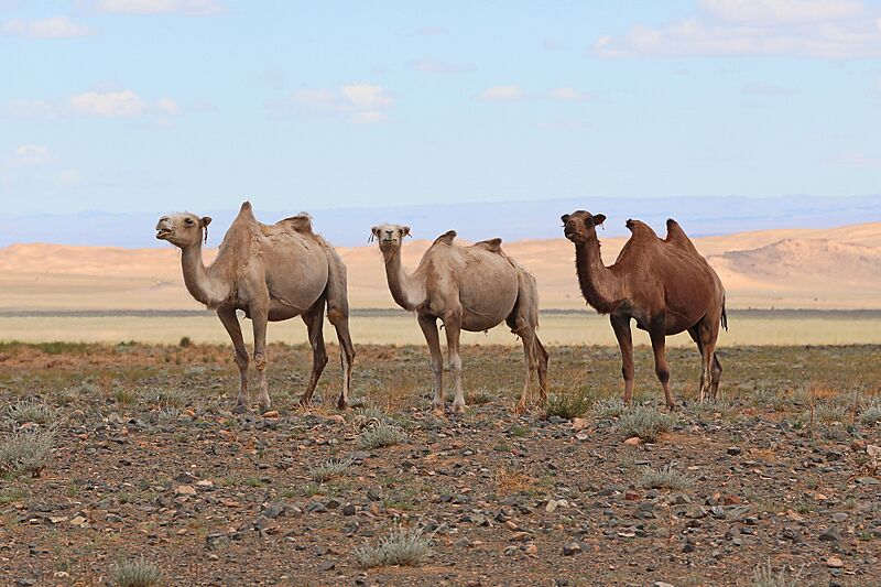 Camels in Gobi Desert 02