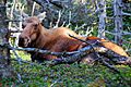 Cape breton highlands national park moose