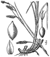 Carex formosa BB-1913