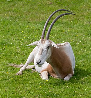 Chester Zoo 2016 001 - Scimitar-horned Oryx