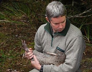 Chris Goulding from DOC holding a great spotted kiwi during a release in Kahurangi National Park