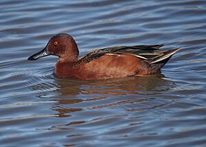 Cinnamon Teal (15933767767).jpg