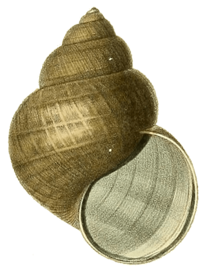 Cipangopaludina cathayensis shell 2