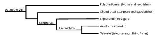 Cladogram of basal actinopterygians and neopterygians