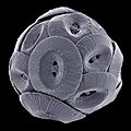 Coccolithus pelagicus 2