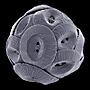 Coccolithus pelagicus 2.jpg