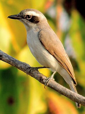 Common Woodshrike (Tephrodornis pondicerianus) Photograph By Shantanu Kuveskar.jpg
