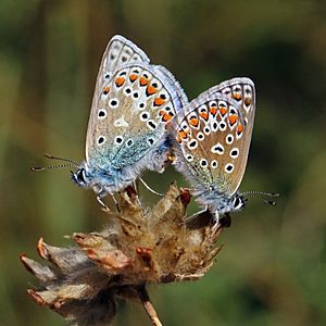 Common blues (Polyommatus icarus) mating, male (l) and female (r)