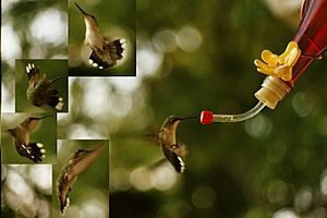 Composite-ruby-throated-hummingbird