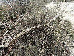 Conothamnus aureus (habit)