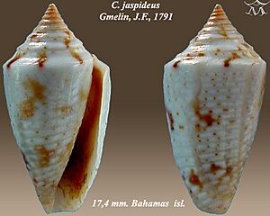 Conus jaspideus 2.jpg