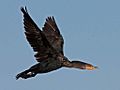 Cormorant, Double-crested LOa