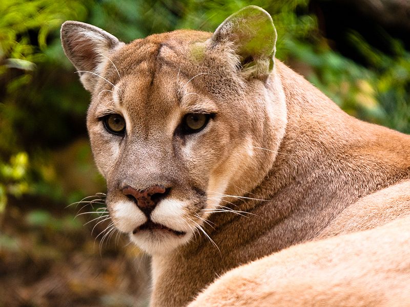 Cougar