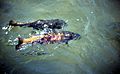 Cut-throat-spawning-15271