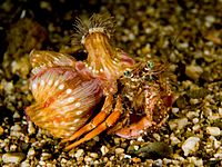 Dardanus pedunculatus (Hermit crab)