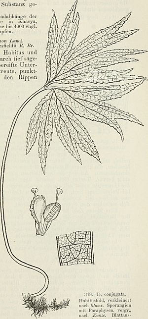 Die Farnkräuter der Erde - beschreibende Darstellung der geschlechter und wichtigeren Arten der Farnpflanzen mit besonderer Berücksichtigung der Exotischen (1897) (20725847540)