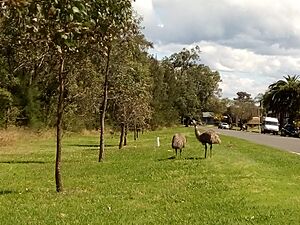Dromaius novaehollandiae - Werrington County, Sydney 2022