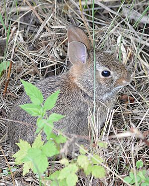Eastern Cottontail (Sylvilagus floridanus) - Kitchener, Ontario