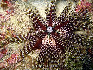 Echinothrix calamaris2.jpg