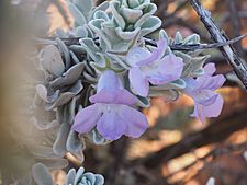 Eremophila conferta (leaves and flowers)