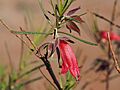 Eremophila latrobei filiformis (leaves and flowers)