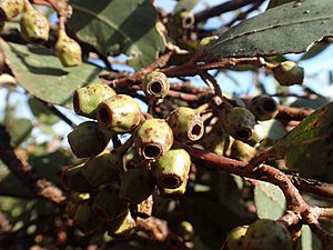 Eucalyptus cooperiana fruit(2)