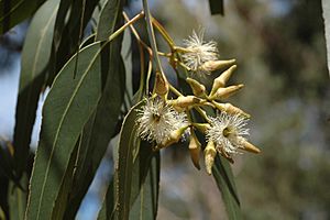 Eucalyptus fibrosa buds