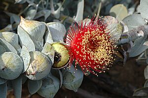 Eucalyptus macrocarpa buds