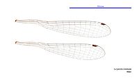 Eurysticta coomalie male wings (34788244236)