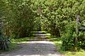 Evergreen east of Hopewell, driveway