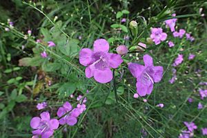 Flowers of Occoquan Bay National Wildlife Refuge 2020f