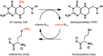 Folate methionine cycle