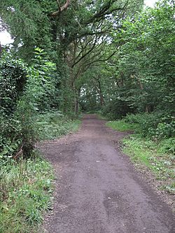 Footpath through Warburton's Wood - geograph.org.uk - 1388286.jpg