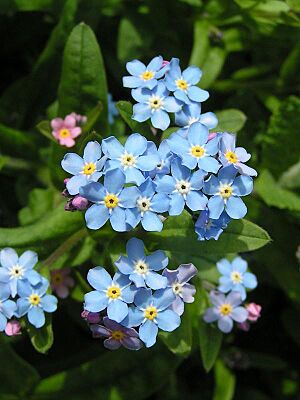 Forget-me-not close 600
