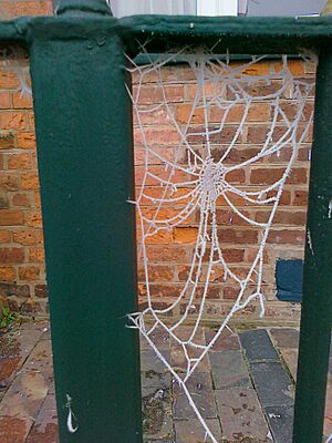 Frostweb