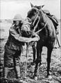Gasmask for man and horse