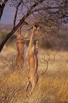 Gerenuks in Samburu