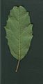 Gmelina - juvenile leaf bottom