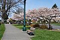 Grand Ave Park with blooming cherry trees - Everett, WA