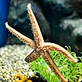 Greater Cleveland Aquarium (19573239106)