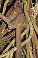 Greater bamboo lemur (Prolemur simus) male