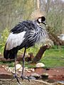 Grey crowned crane at Martin Mere