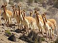 Group of vicuña in Arequipa Region, Peru