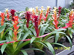 Guzmania02ra