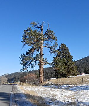 Hanging tree in Jeffco 01