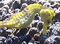 Hippocampus reidi